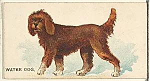 Water Dog, from the Dogs of the World series for Old Judge Cigarettes by Goodwin & Company