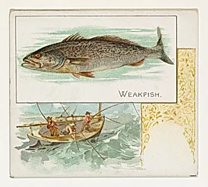 Weakfish, from Fish from American Waters series (N39) for Allen & Ginter Cigarettes by Lindner, Eddy & Claus|Allen & Ginter