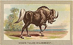 White-Tailed Wildebeest, from the Animals of the World series (T180), issued by Abdul Cigarettes by Abdul Cigarettes