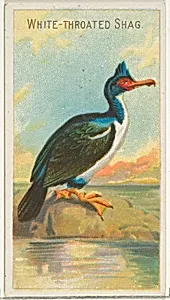 White-Throated Shag, from the Birds of the Tropics series (N5) for Allen & Ginter Cigarettes Brands by Allen & Ginter|George S. Harris & Sons