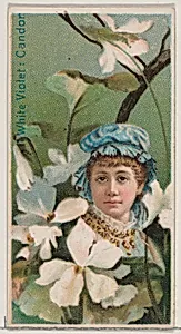 White Violet: Candor, from the series Floral Beauties and Language of Flowers (N75) for Duke brand cigarettes by Donaldson Brothers|American Tobacco Company