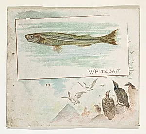 Whitebait, from Fish from American Waters series (N39) for Allen & Ginter Cigarettes by Lindner, Eddy & Claus|Allen & Ginter