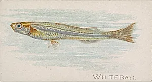 Whitebait, from the Fish from American Waters series (N8) for Allen & Ginter Cigarettes Brands by Allen & Ginter|Lindner, Eddy & Claus