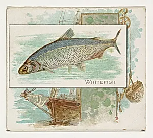 Whitefish, from Fish from American Waters series (N39) for Allen & Ginter Cigarettes by Lindner, Eddy & Claus|Allen & Ginter