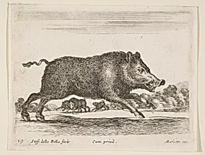 Wild boar, plate 19 from "Various Animals" (Diversi Animali) by Stefano della Bella|Pierre Mariette