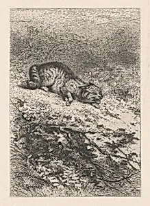 Wild Cat, from "Eaux-Fortes Animaux & Paysages"