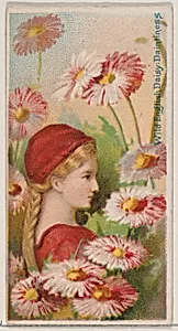 Wild English Daisy: Daintiness, from the series Floral Beauties and Language of Flowers (N75) for Duke brand cigarettes by Donaldson Brothers|American Tobacco Company