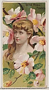 Wild Rose: Poetry, from the series Floral Beauties and Language of Flowers (N75) for Duke brand cigarettes by Donaldson Brothers|American Tobacco Company