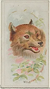 Wolf, from the Wild Animals of the World series (N25) for Allen & Ginter Cigarettes by Allen & Ginter|George S. Harris & Sons
