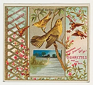 Wood Warbler, from the Birds of America series (N37) for Allen & Ginter Cigarettes by Allen & Ginter