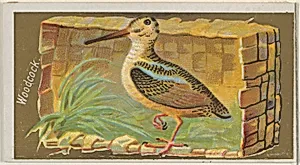 Woodcock, from the Game Birds series (N13) for Allen & Ginter Cigarettes Brands by George S. Harris & Sons|Allen & Ginter
