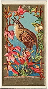 Wren, from the Birds of America series (N4) for Allen & Ginter Cigarettes Brands by Allen & Ginter