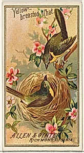 Yellow-breasted Chat, from the Birds of America series (N4) for Allen & Ginter Cigarettes Brands by Allen & Ginter