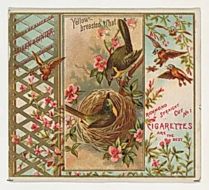 Yellow-breasted Chat, from the Birds of America series (N37) for Allen & Ginter Cigarettes by Allen & Ginter
