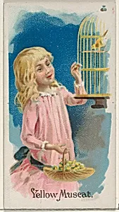 Yellow Muscat, from the Fruits series (N12) for Allen & Ginter Cigarettes Brands by George S. Harris & Sons|Allen & Ginter