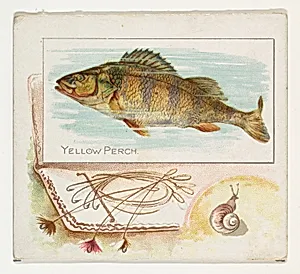 Yellow Perch, from Fish from American Waters series (N39) for Allen & Ginter Cigarettes by Lindner, Eddy & Claus|Allen & Ginter