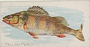 Yellow Perch, from the Fish from American Waters series (N8) for Allen & Ginter Cigarettes Brands by Allen & Ginter|Lindner, Eddy & Claus