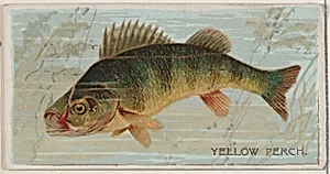 Yellow Perch, from the series Fishers and Fish (N74) for Duke brand cigarettes by W. Duke, Sons & Co.|Knapp & Company