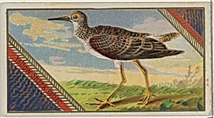 Yellow Shank Tatien, from the Game Birds series (N13) for Allen & Ginter Cigarettes Brands by George S. Harris & Sons|Allen & Ginter