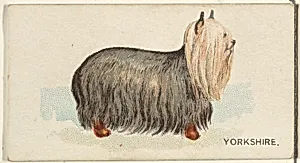 Yorkshire, from the Dogs of the World series for Old Judge Cigarettes by Goodwin & Company
