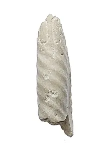 Arm, empty cartouches