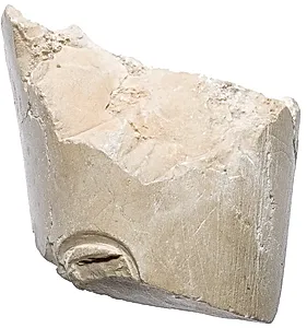Arm with Aten cartouche