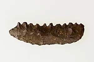 Bifacial Sickle Insert