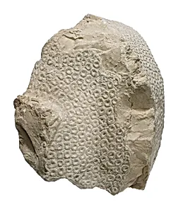 Blue crown from head of Akhenaten