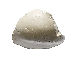 Chin (?) from a head