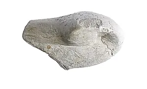 Cobra head