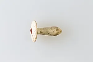 Ear Stud