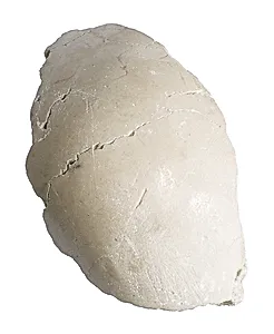 Elbow or shoulder