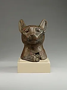 Head of a cat