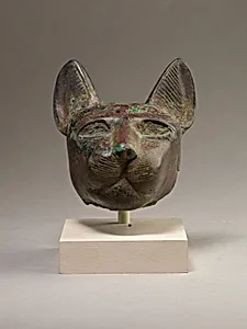 Head of a cat