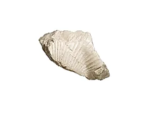 Nefertiti breast and shoulder fragment, cartouche [of Aten]
