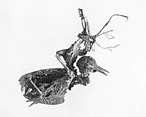 Pigeon Bones