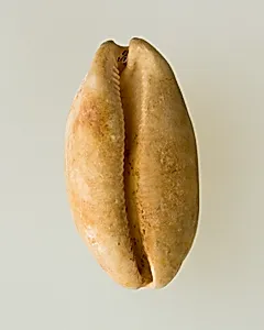 Shell pendant or bead by Unknown Artist