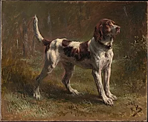 A Limier Briquet Hound