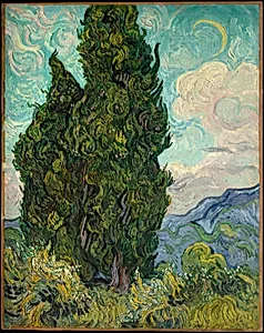 Cypresses