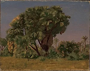 Study of Palm Trees