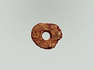 Fibula, fragment by Unknown Artist