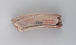 Tooth of an ox by Unknown Artist