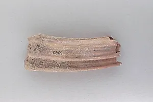 Tooth of an ox by Unknown Artist