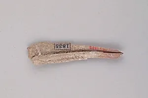 Tooth of an Ox by Unknown Artist