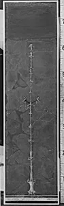 Wall painting on red ground: candelabrum, from the imperial villa at Boscotrecase