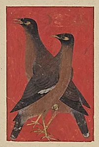 A Pair of Mynas