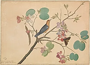 An Orange-Headed Ground Thrush and a Death's-Head Moth on a Purple Ebony Orchid Branch by Shaikh Zain al–Din