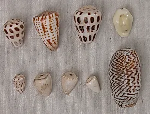 Bead