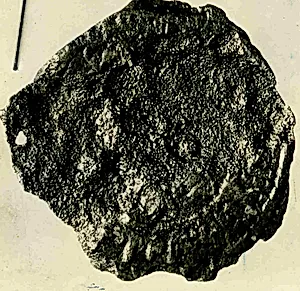Coin by Unknown Artist
