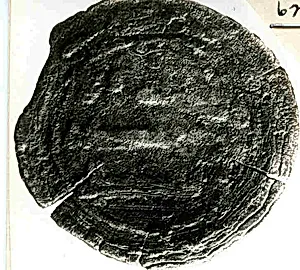 Coin by Unknown Artist
